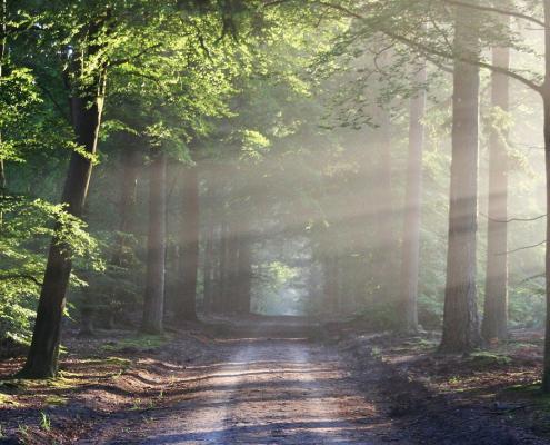 voyage sonnore en forêt