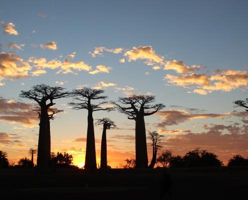 Des baobabs malgaches